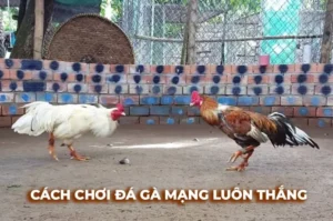 Cách Chơi Đá Gà Sabong Tại 789Club Cho Người Mới Hiểu Nhanh
