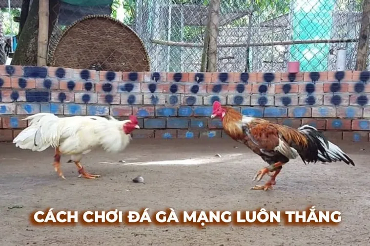 Cách Chơi Đá Gà Sabong Tại 789Club Cho Người Mới Hiểu Nhanh